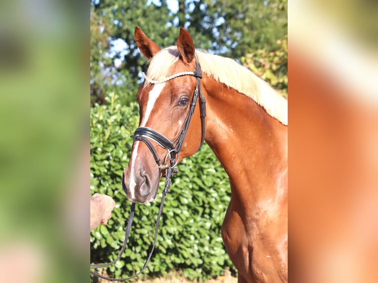 Hanovrien Hongre 4 Ans 170 cm Alezan in Selsingen