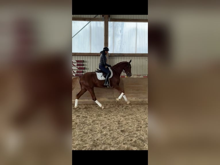 Hanovrien Hongre 4 Ans 170 cm Alezan in Oettingen in Bayern