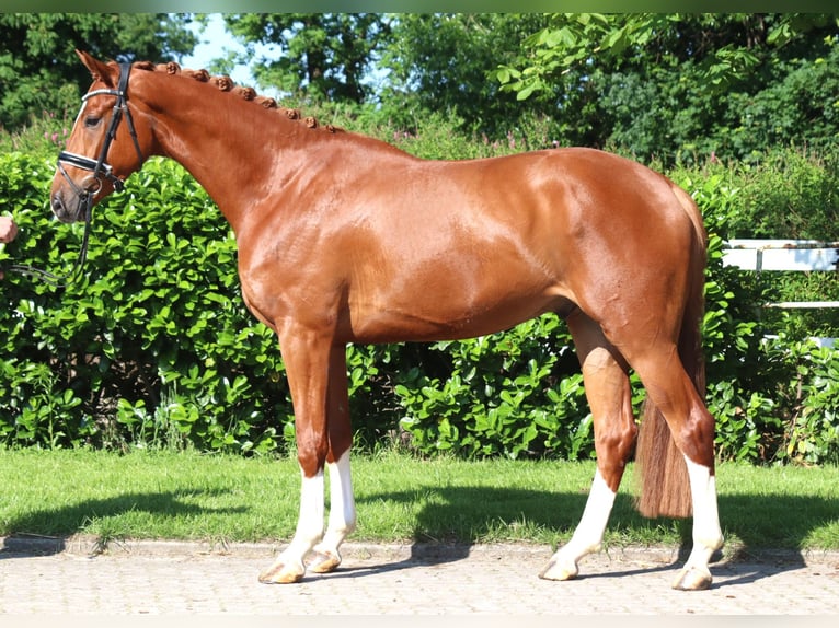 Hanovrien Hongre 4 Ans 170 cm Alezan in Selsingen