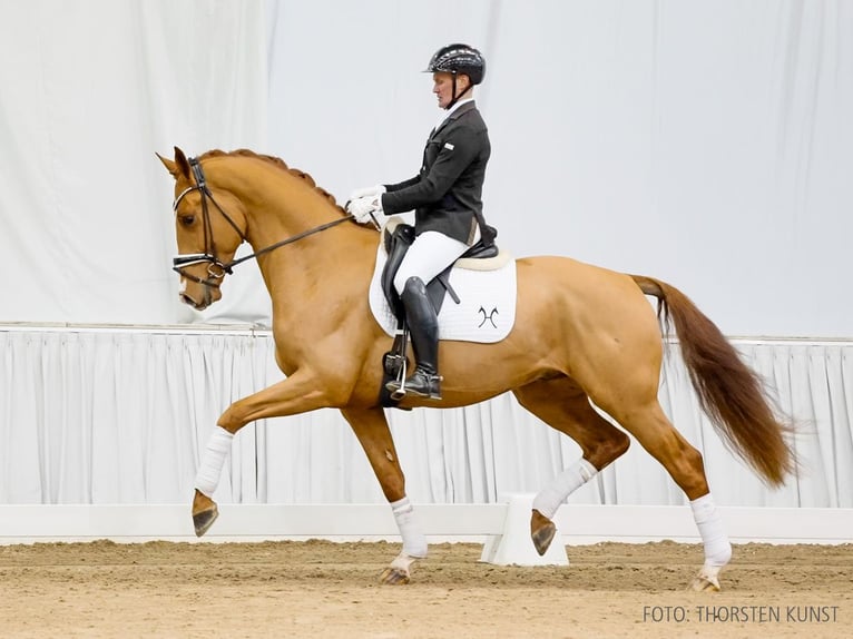 Hanovrien Hongre 4 Ans 170 cm Alezan in Verden