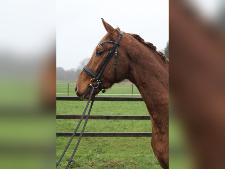 Hanovrien Hongre 4 Ans 170 cm Alezan in Freren