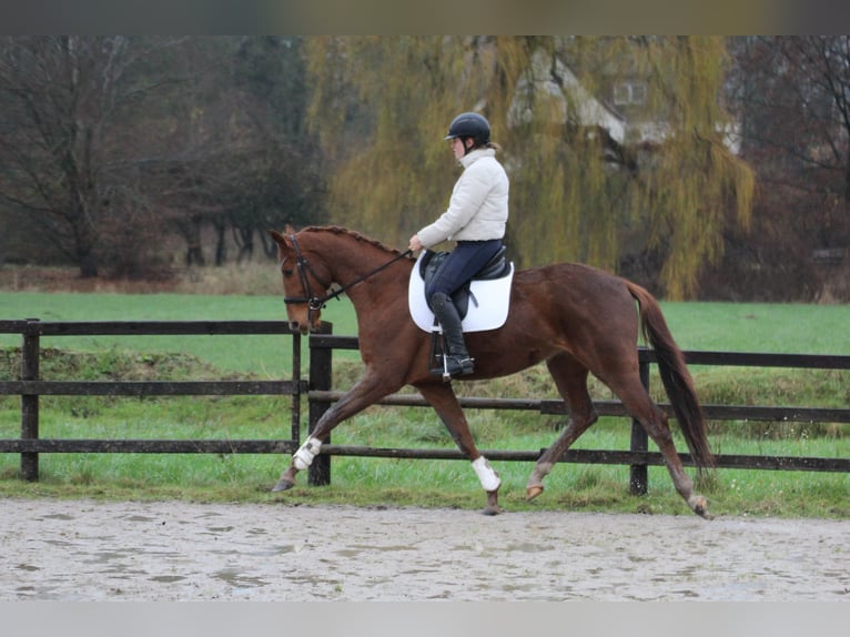 Hanovrien Hongre 4 Ans 170 cm Alezan in Freren