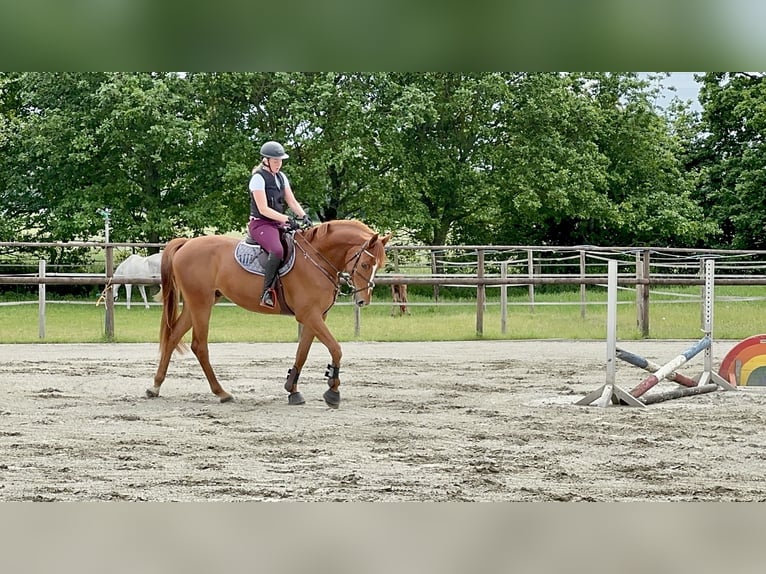 Hanovrien Hongre 4 Ans 170 cm Alezan in Neumünster