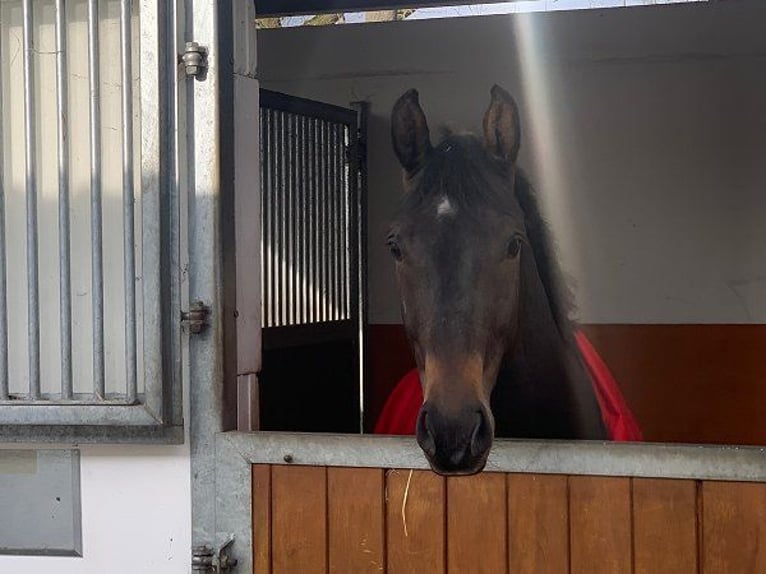 Hanovrien Hongre 4 Ans 170 cm Bai brun in Verden (Aller)