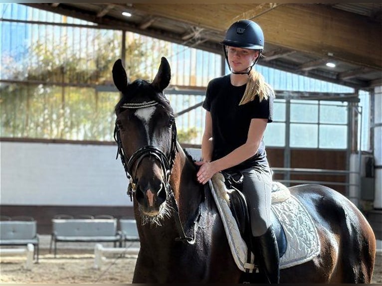 Hanovrien Hongre 4 Ans 170 cm Bai brun in Verden (Aller)