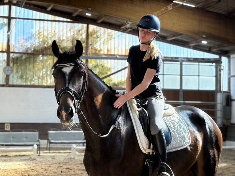 Hanovrien Hongre 4 Ans 170 cm Bai brun in Verden (Aller)