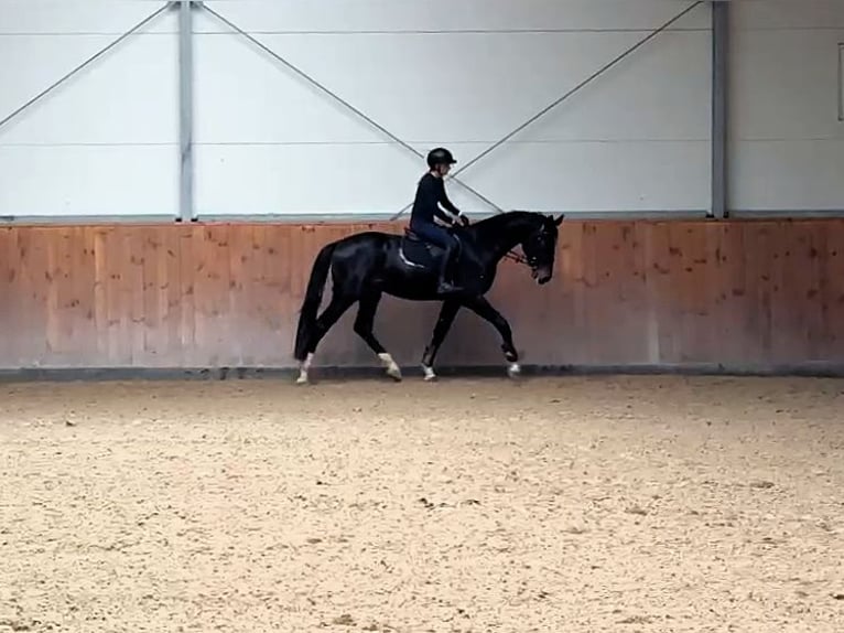 Hanovrien Hongre 4 Ans 170 cm Bai brun in Potsdam