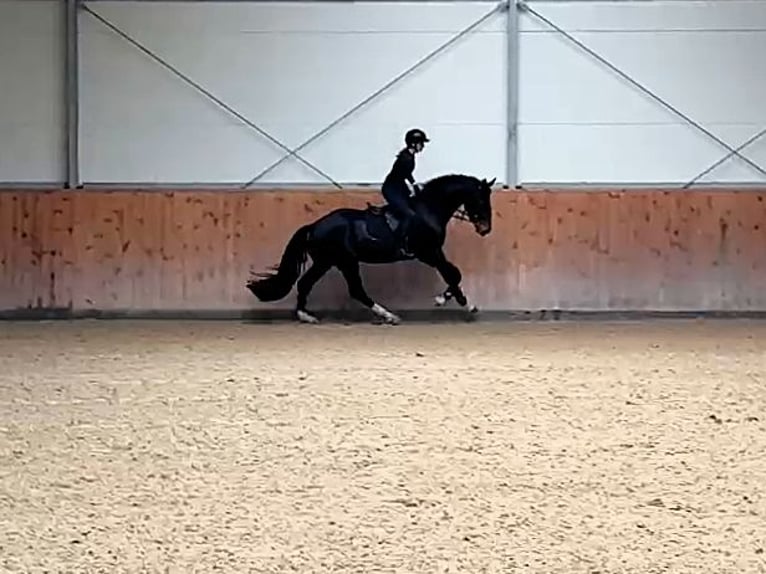 Hanovrien Hongre 4 Ans 170 cm Bai brun in Potsdam