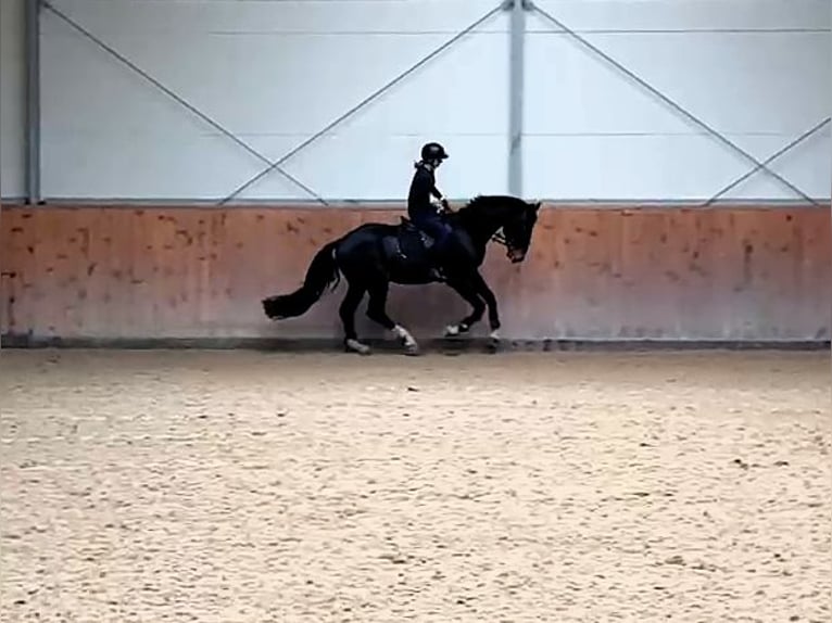 Hanovrien Hongre 4 Ans 170 cm Bai brun in Potsdam