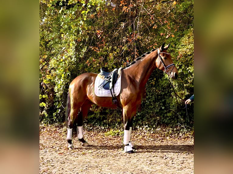 Hanovrien Hongre 4 Ans 170 cm Bai brun in Kirchlinteln