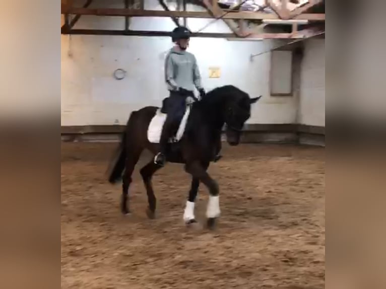 Hanovrien Hongre 4 Ans 170 cm Bai brun in Schiffdorf