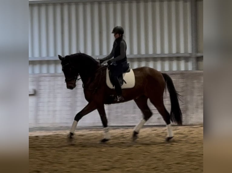 Hanovrien Hongre 4 Ans 170 cm Bai brun in Kevelaer