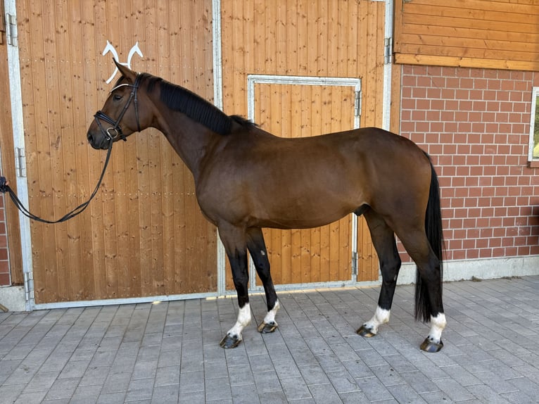 Hanovrien Hongre 4 Ans 170 cm Bai brun in Mossautal