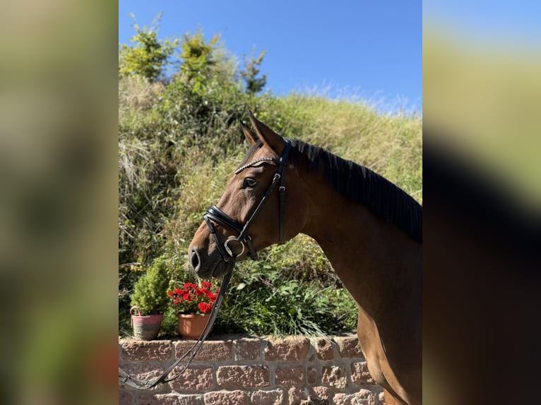 Hanovrien Hongre 4 Ans 170 cm Bai brun in Mossautal