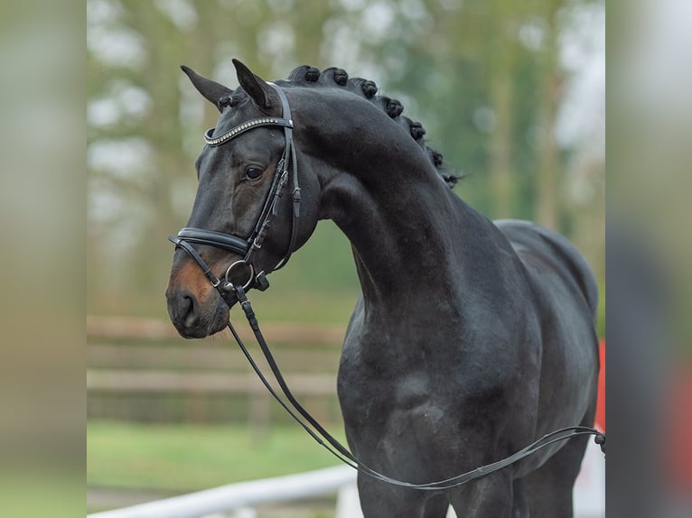Hanovrien Hongre 4 Ans 170 cm Bai brun in Münster-Handorf