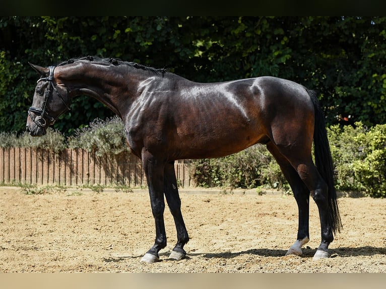 Hanovrien Hongre 4 Ans 170 cm Bai brun in Riedstadt