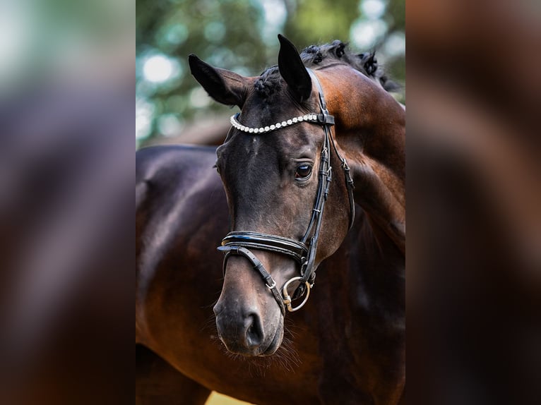 Hanovrien Hongre 4 Ans 170 cm Bai brun in Riedstadt