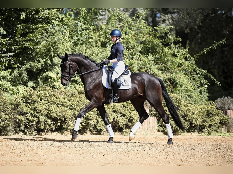 Hanovrien Hongre 4 Ans 170 cm Bai brun in Riedstadt
