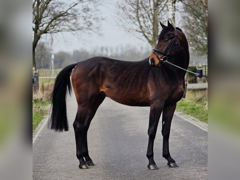 Hanovrien Hongre 4 Ans 170 cm Bai brun in Someren