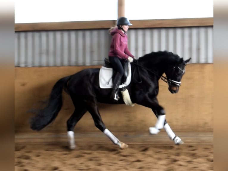 Hanovrien Hongre 4 Ans 170 cm Bai brun foncé in Fredenbeck