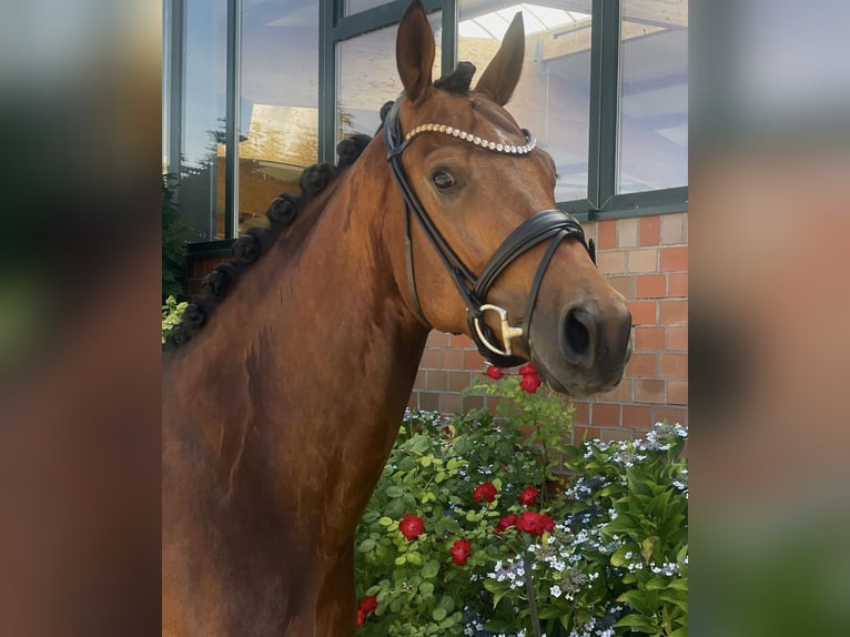 Hanovrien Hongre 4 Ans 170 cm Bai in Beuren