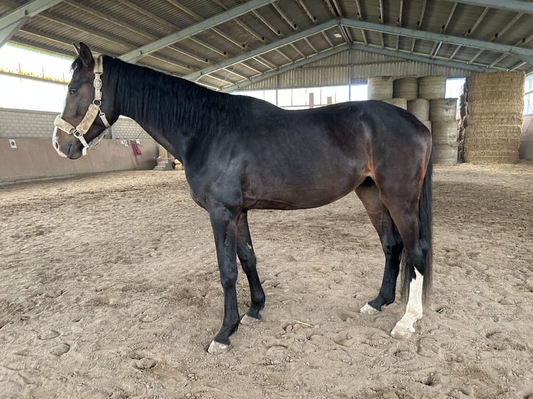 Hanovrien Hongre 4 Ans 170 cm Bai in Haan