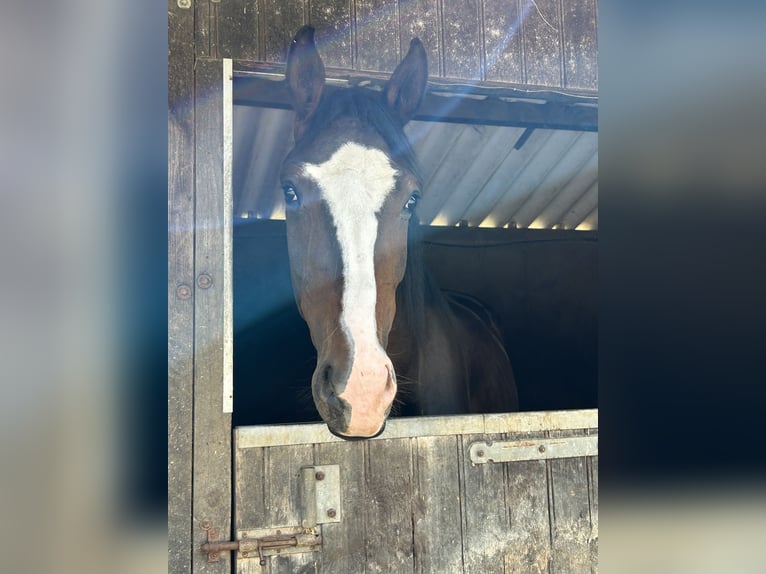 Hanovrien Hongre 4 Ans 170 cm Bai in Haan