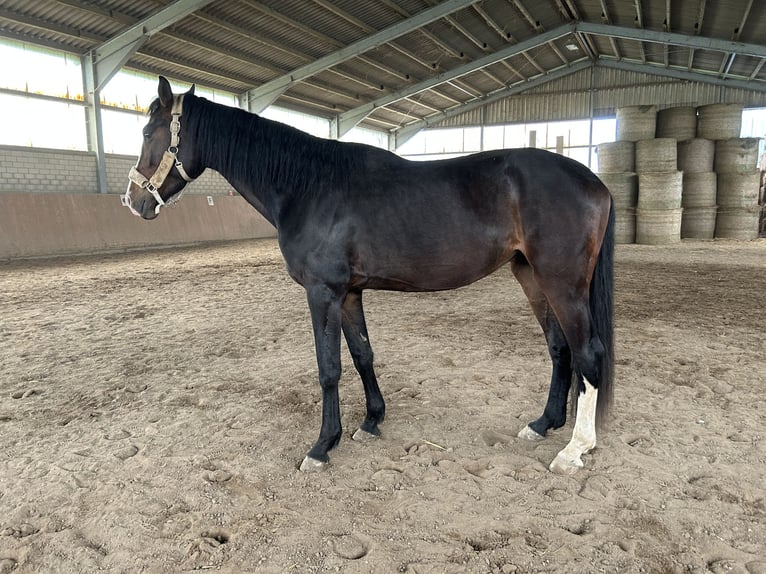 Hanovrien Hongre 4 Ans 170 cm Bai in Haan