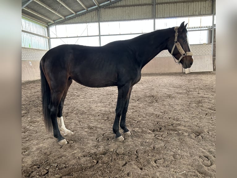 Hanovrien Hongre 4 Ans 170 cm Bai in Haan