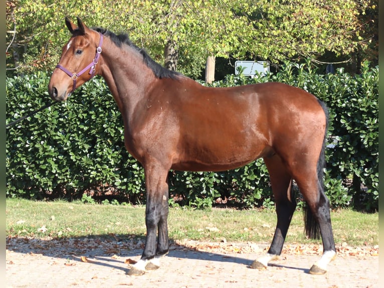 Hanovrien Hongre 4 Ans 170 cm Bai in Selsingen