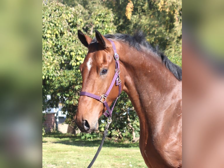 Hanovrien Hongre 4 Ans 170 cm Bai in Selsingen