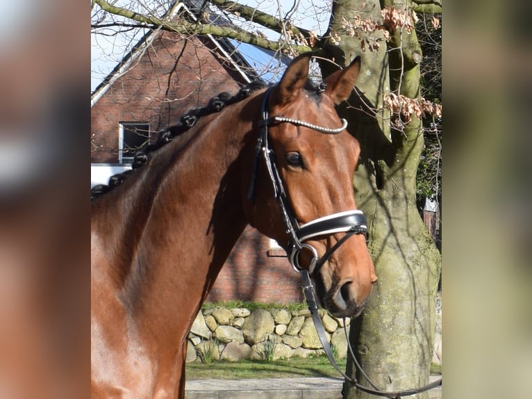 Hanovrien Hongre 4 Ans 170 cm Bai in Fredenbeck