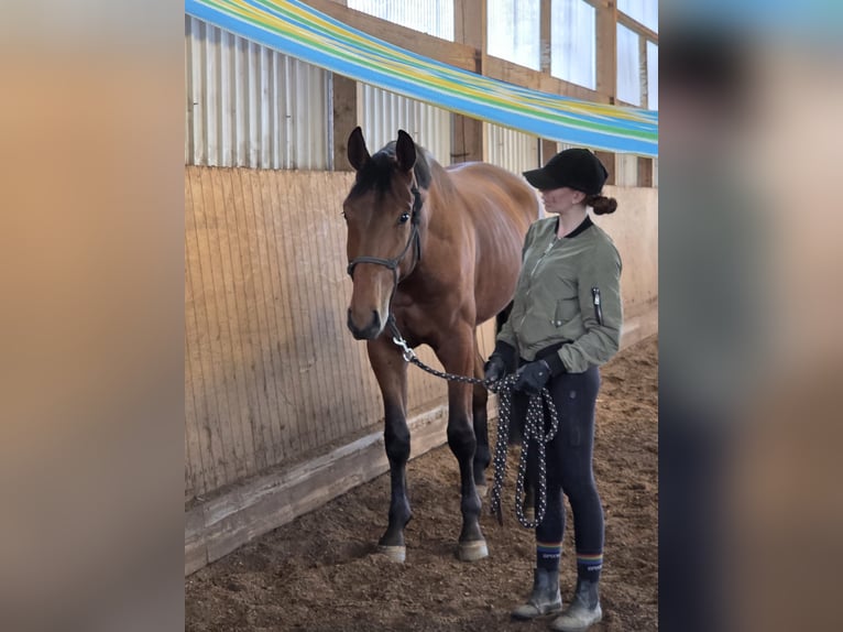 Hanovrien Hongre 4 Ans 170 cm Bai in Fredenbeck