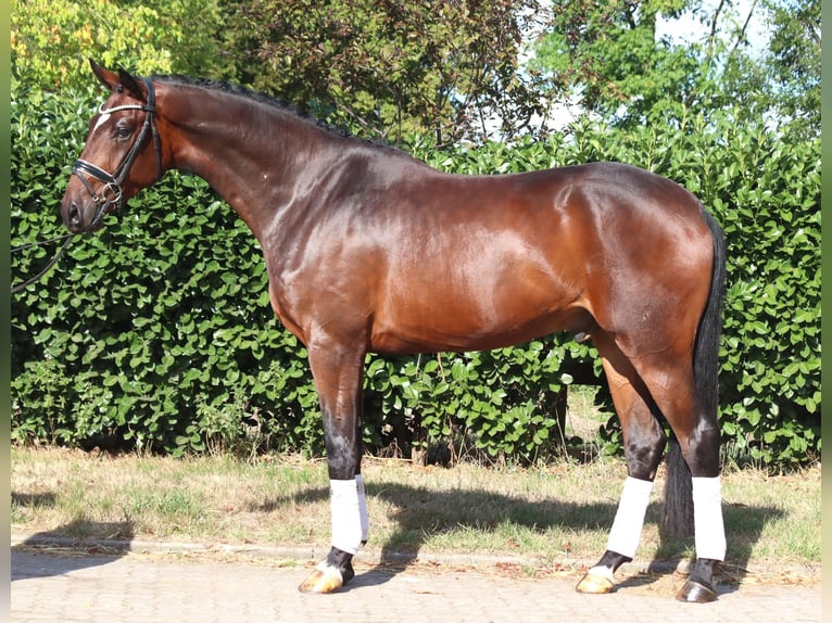 Hanovrien Hongre 4 Ans 170 cm Bai in Selsingen