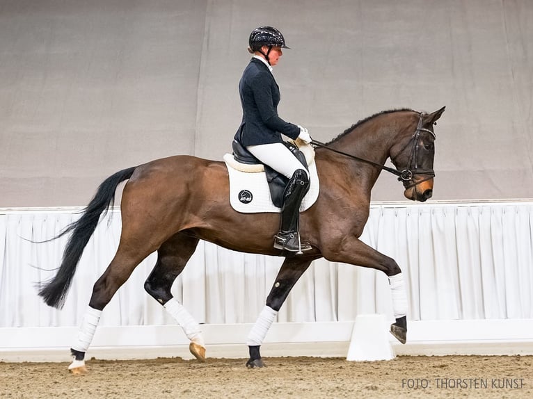 Hanovrien Hongre 4 Ans 170 cm Bai in Verden