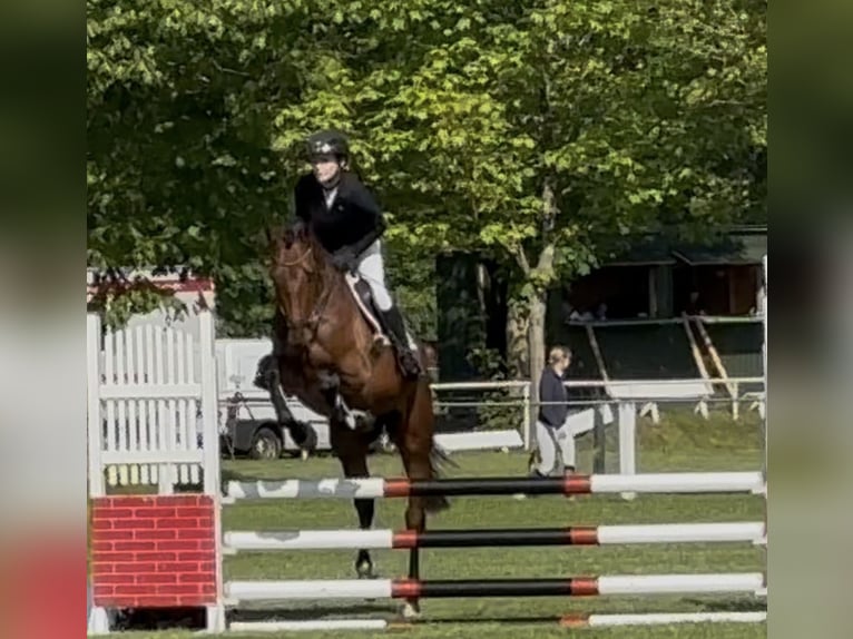 Hanovrien Hongre 4 Ans 170 cm Bai in Ahausen