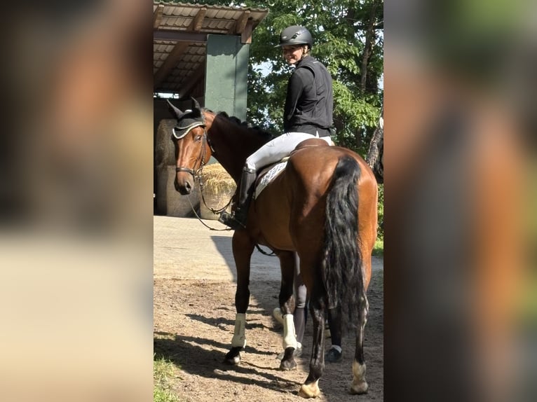 Hanovrien Hongre 4 Ans 170 cm Bai in Ahausen