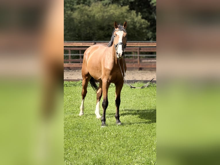 Hanovrien Hongre 4 Ans 170 cm Bai in Schenklengsfeld