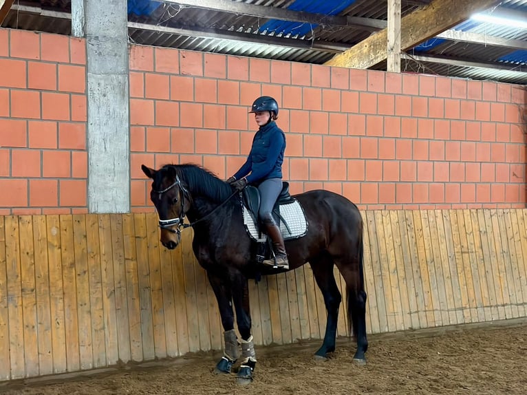 Hanovrien Hongre 4 Ans 170 cm Bai in Sittensen