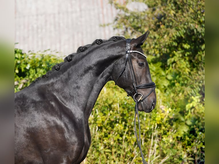 Hanovrien Hongre 4 Ans 170 cm in Hoh