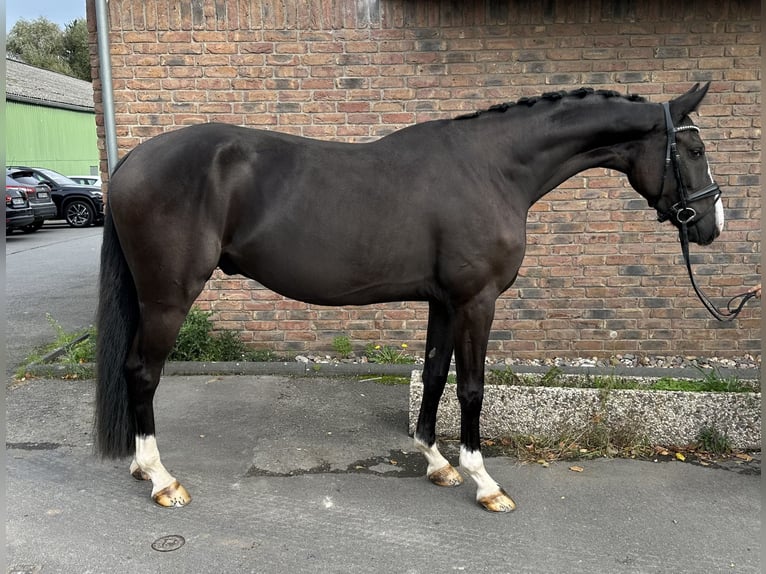 Hanovrien Hongre 4 Ans 170 cm in Niederkassel