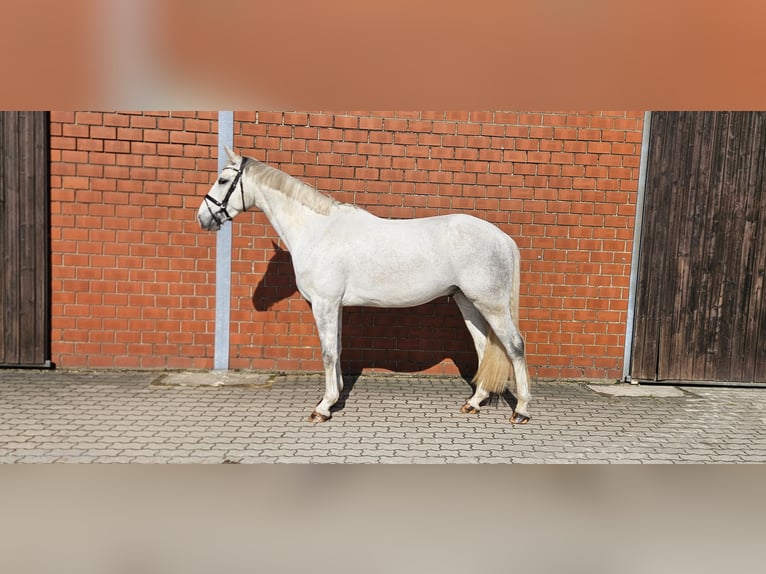 Hanovrien Hongre 4 Ans 170 cm Gris in Königslutter am Elm