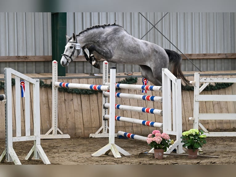 Hanovrien Hongre 4 Ans 170 cm Gris in Horst