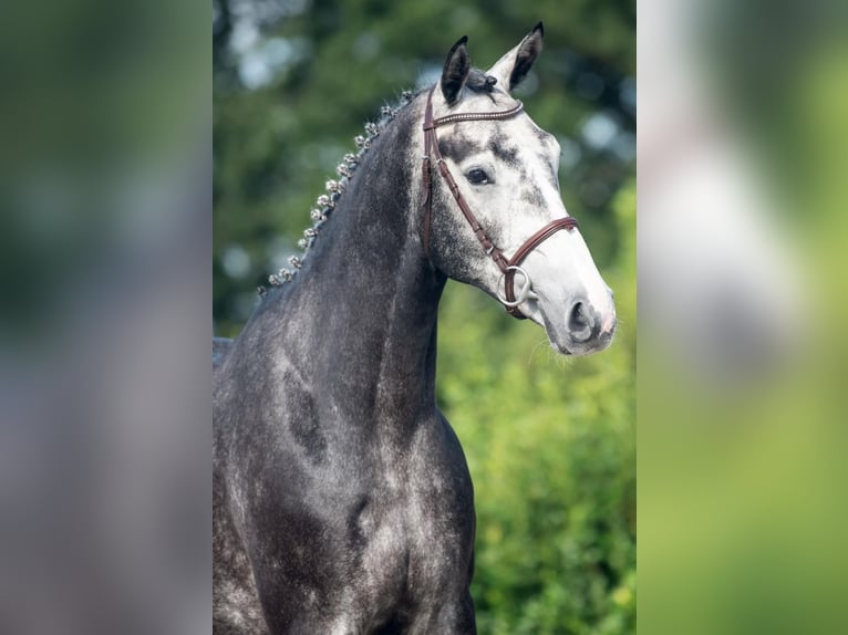 Hanovrien Hongre 4 Ans 170 cm Gris pommelé in Bladel