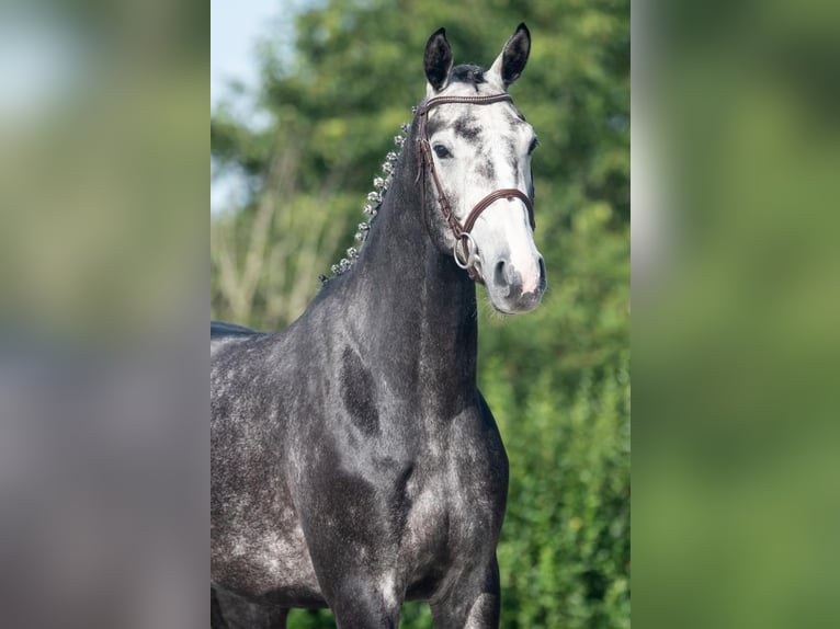 Hanovrien Hongre 4 Ans 170 cm Gris pommelé in Bladel