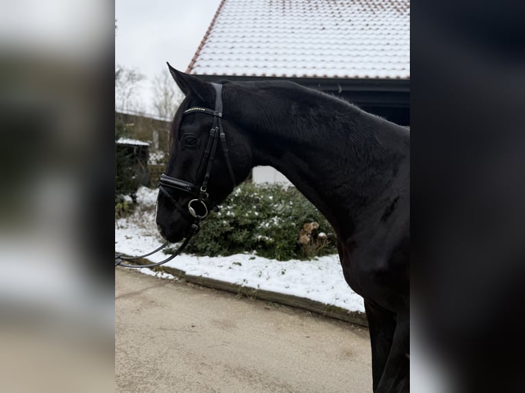 Hanovrien Hongre 4 Ans 170 cm Noir in Braunschweig