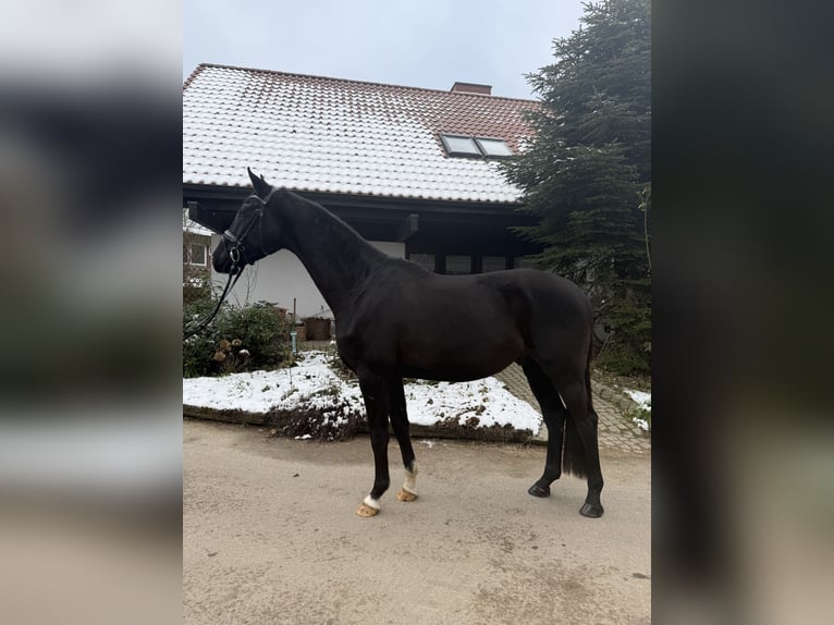 Hanovrien Hongre 4 Ans 170 cm Noir in Braunschweig