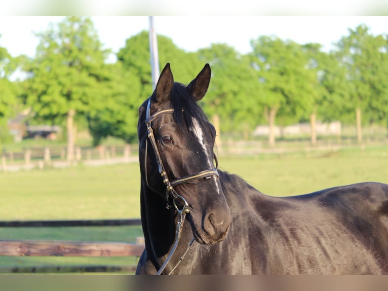 Hanovrien Hongre 4 Ans 170 cm Noir in Achim