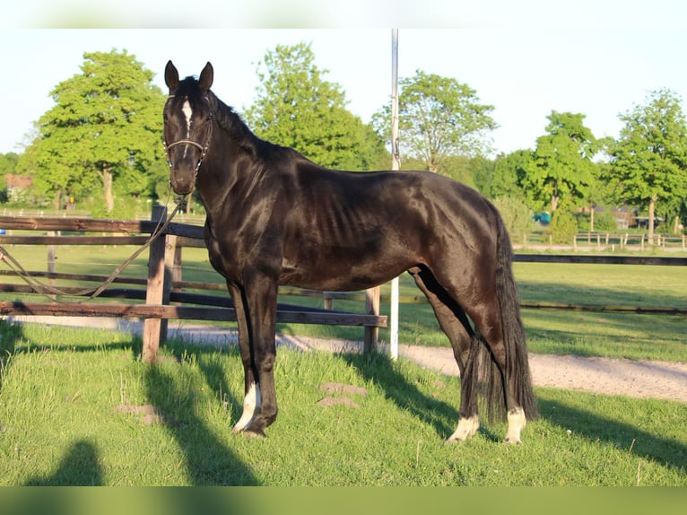 Hanovrien Hongre 4 Ans 170 cm Noir in Achim