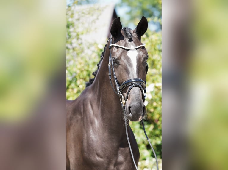 Hanovrien Hongre 4 Ans 170 cm Noir in Hohenfelde